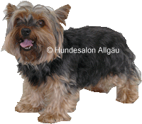 Bianca, Yorkshire Terrier H�ndin vor und nach der Hundepflege
