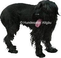 Blackie. Riesenschnauzer R�de vor und nach der Hundepflege