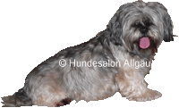 Bonnie, Lhasa Apso H�ndin vor und nach der Hundepflege
