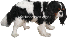 Joey, Cavalier Kong Charles R�de vor und nach der Hundepflege