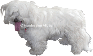 Cheyenne, Malteser H�ndin vor und nach der Hundepflege