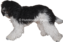 Giggolo, Harlekin Pudelr�de vor und nach der Hundepflege