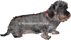 Isy, Rauhhaardackel H�ndin vor und nach der Hundepflege