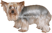 Maxi, Yorkshire Terrier R�de vor und nach der Hundepflege