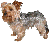 Harry, Yorkshire Terrier R�de vor und nach der Hundepflege