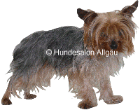 Max, Yorkshire Terrier R�de vor und nach der Hundepflege